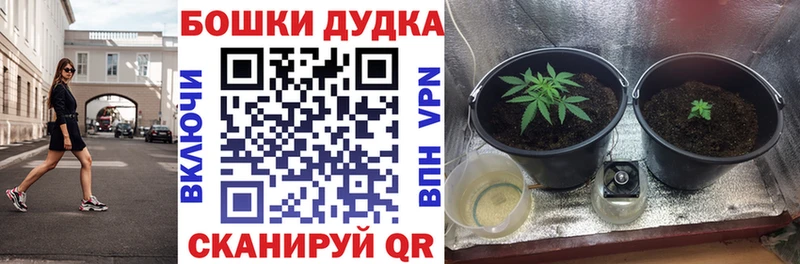 Бошки Шишки сатива  Шали 